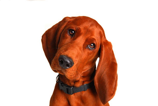 redbone coonhound a 9 mesi - redbone coonhound foto e immagini stock