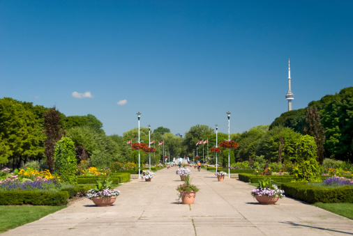 Blooming flowers on Toronto Island.