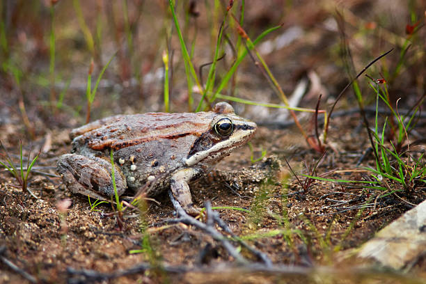 Wood Frog in Labrador A Wood Frog sits near a bog in Labrador. creighton stock pictures, royalty-free photos & images