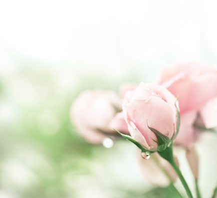 Dew lays on the petals of this bneautiful, pink rose.