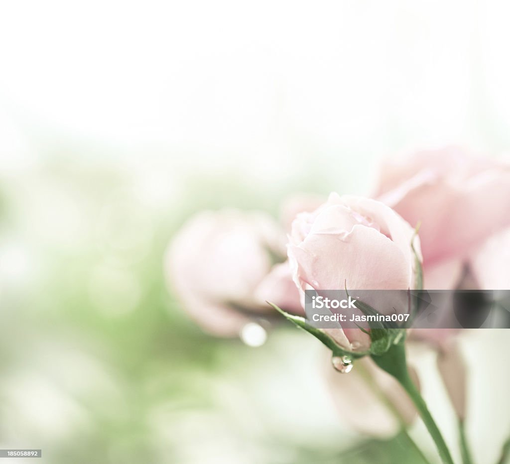 Rosa Rosa após a chuva - Royalty-free Rosa - Flor Foto de stock