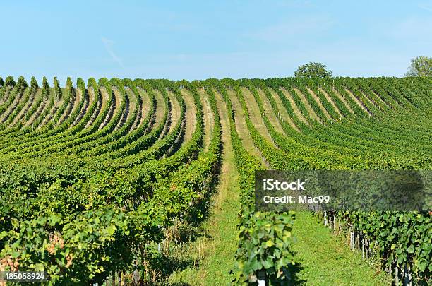 Vigna - Fotografie stock e altre immagini di Austria - Austria, Azienda vinicola, Burgenland