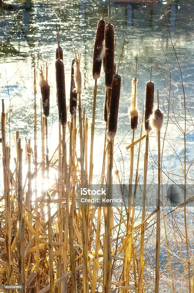 Rohrkolben im winter (Typha latifolia - Lizenzfrei Fotografie Stock-Foto