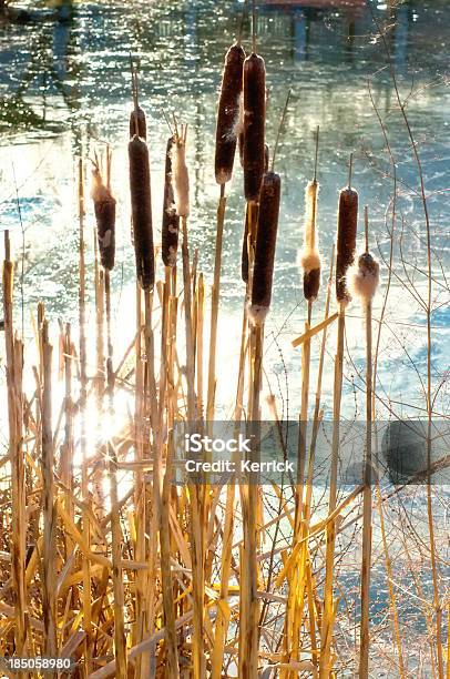 Rohrkolben Im Winter Typha Latifolia Stockfoto und mehr Bilder von Fotografie - Fotografie, Natur, Niemand