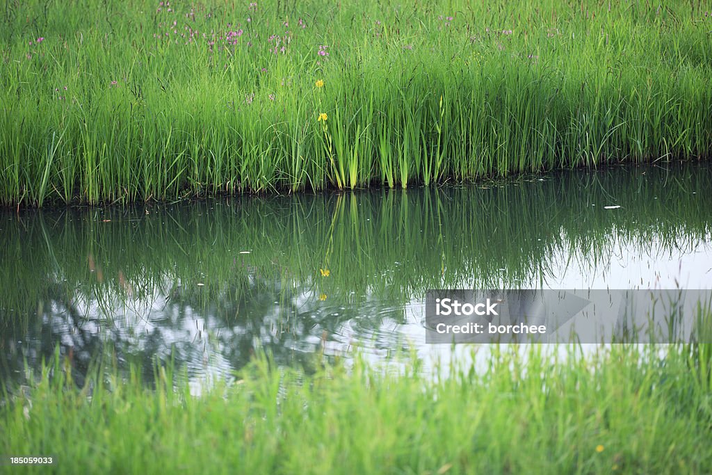 低湿地 - カラー画像のロイヤリティフリーストックフォト