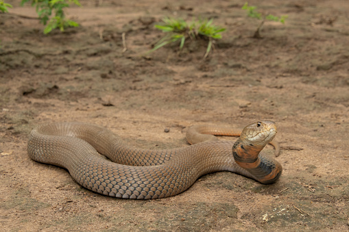 Indian snake charmer and dancing cobra