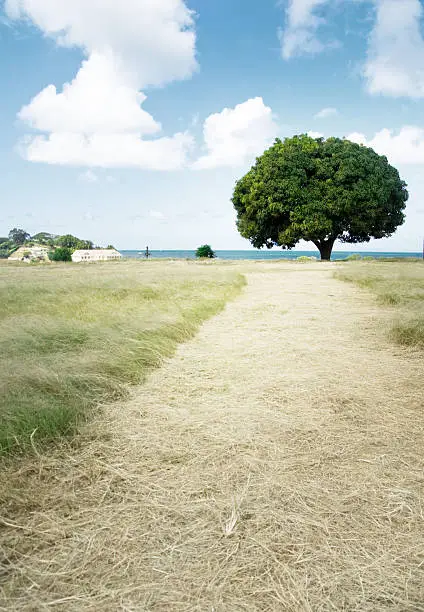 "scenic landscape; dry grassy field,path and tree"