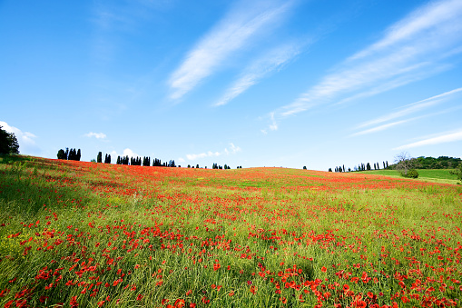 Poppy's field, blue sky and green grass\u2028http://www.massimomerlini.it/is/nature.jpg