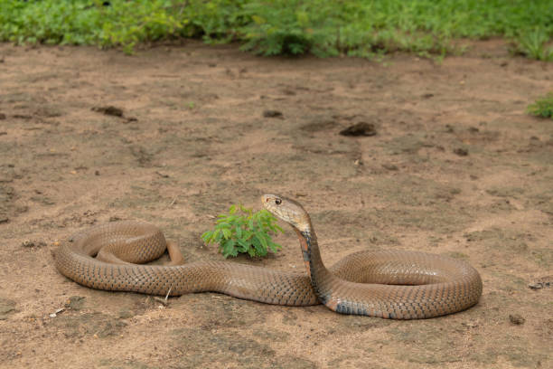 istock Mozambique Spitting Cobra (Naja mossambica) 1850591538