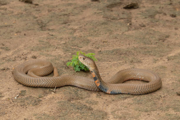 istock Mozambique Spitting Cobra (Naja mossambica) 1850591540