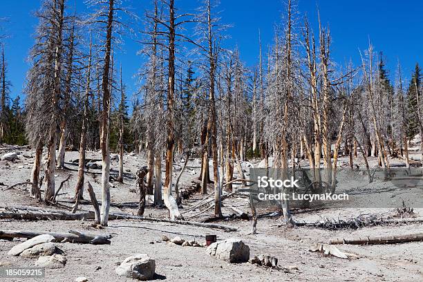 Verbrannt Wald Am Lake Horseshoe Stockfoto und mehr Bilder von Abgestorbene Pflanze - Abgestorbene Pflanze, Asche, Baum