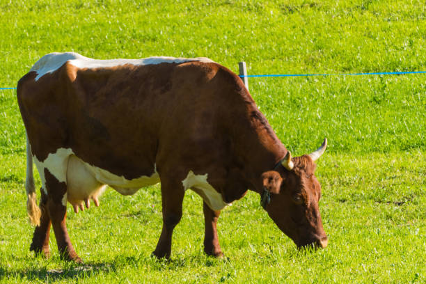 бурая корова на зеленой траве - alm bavaria mountain summer стоковые фото и изображения