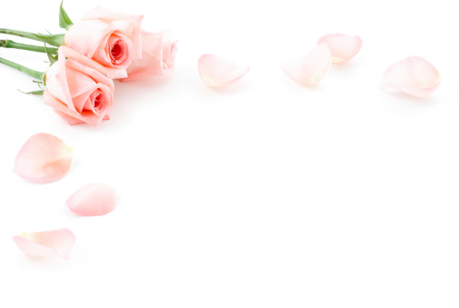 Pink Roses and Rose petals on a white background. Copy space.