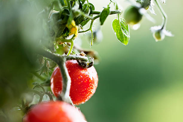 istock ripe tomato garden drop of water 185059731