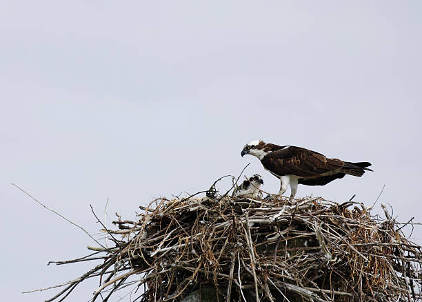 Osprey and Chick in Nest III stock photo