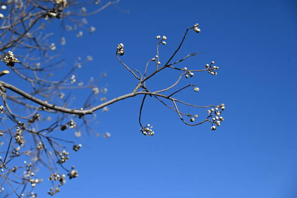 Chinese tallow tree ( Triadica sebifera ) fruits /Capsules. Euphorbiaceae deciduous tree. Capsules ripen black in autumn and open to release three white seeds.