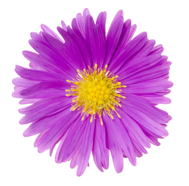 aster. - cosmea foto e immagini stock