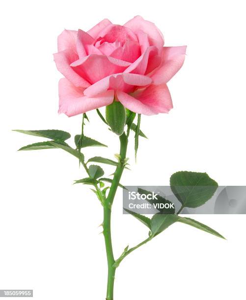 Foto de Rose e mais fotos de stock de Rosa - Flor - Rosa - Flor, Rosa - Cor, Fundo Branco