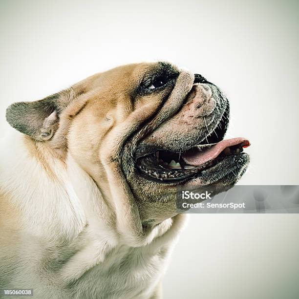 Bulldogge Stockfoto und mehr Bilder von Bulldogge - Bulldogge, Englische Kultur, Hund