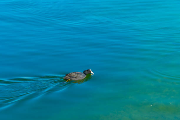 Funny Ducks in the wild