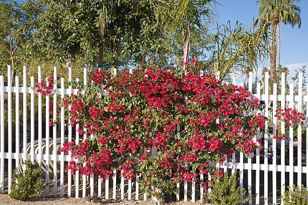 Backyard lattice fence with climbing Bougainvillea