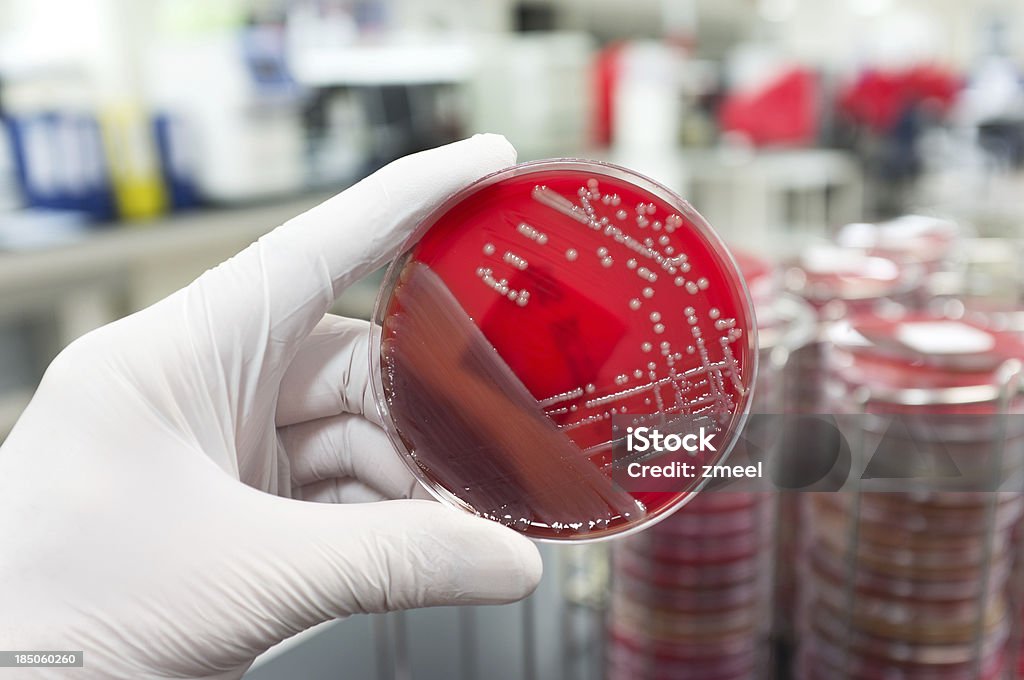 Bactérias patogénicas - Royalty-free Staphylococcus Aureus Resistente à Meticilina Foto de stock