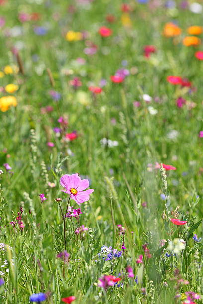 prairie d'été - flower blumenwiese meadow flower head photos et images de collection