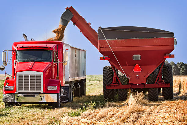 cosecha de trigo, se transfered carro de grano para camión. - trilla fotografías e imágenes de stock