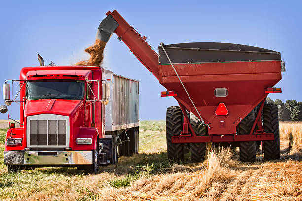Wheat Harvest, Being Transfered Grain Cart to Truck. Grain Cart Transferring wheat to the semi truck as part of the harvest work.Please see some similar pictures from my portfolio: threshing stock pictures, royalty-free photos & images