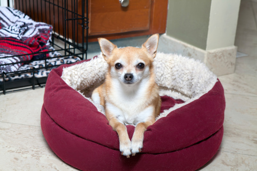 Chihuahua being possessive of her bed near her createDogs & Puppies