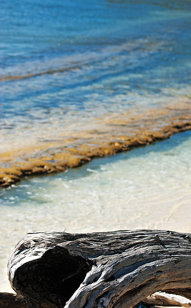 istock Driftwood on a Caribbean island 185060530
