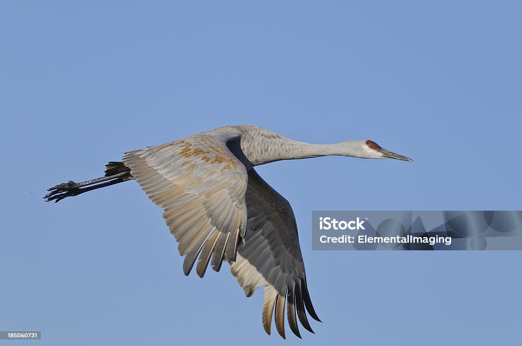 Grou Canadense (Grus Canadensis) isolado em um céu azul - Foto de stock de Animal royalty-free