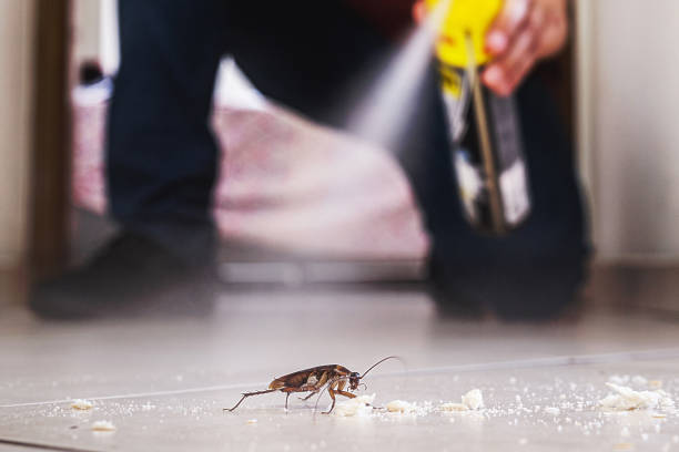 cockroach being killed indoors, aerosol poison spray, insect infestation, insect detection cockroach being killed indoors, aerosol poison spray, insect infestation, insect detection periplaneta americana stock pictures, royalty-free photos & images