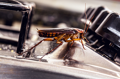 American cockroach. Insect on dirty stove, concept of lack of hygiene and need for pest control