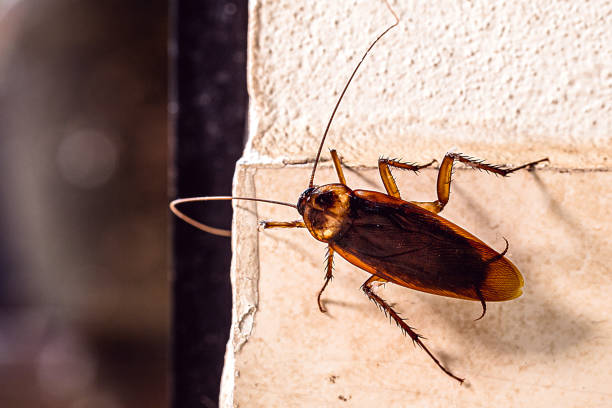 Periplaneta cockroach, known as red cockroach or American cockroach,walking along the wall of the house, fear of cockroach Periplaneta cockroach, known as red cockroach or American cockroach,walking along the wall of the house, fear of cockroach periplaneta americana stock pictures, royalty-free photos & images