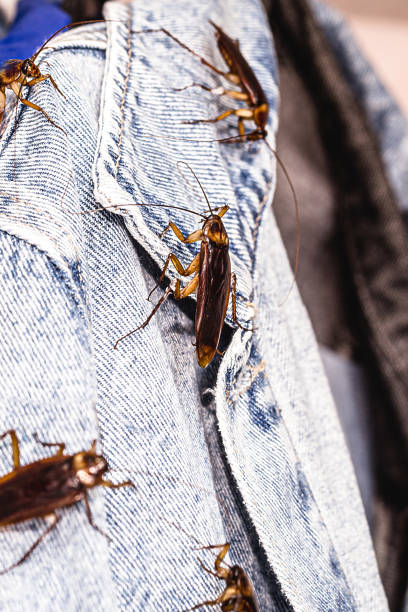 istock common cockroaches gnawing or gnawing clothes, insects inside the wardrobe, problem with urban pests 1850610653