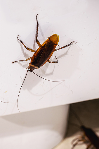 cockroach infestation in the kitchen, insects on the floor without hygiene, need for cleaning, detection at home