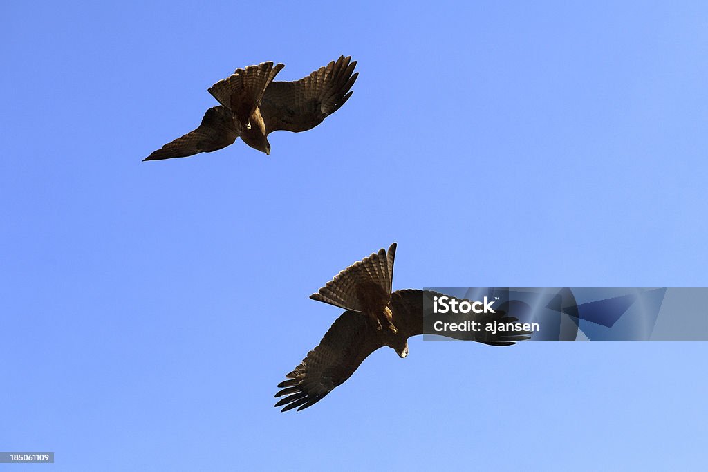 flying eagle Africa Stock Photo