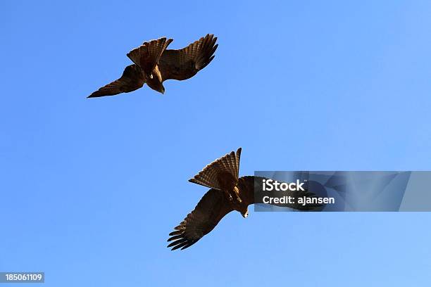 Flying Eagle Stock Photo - Download Image Now - Africa, Animal, Animal Wildlife