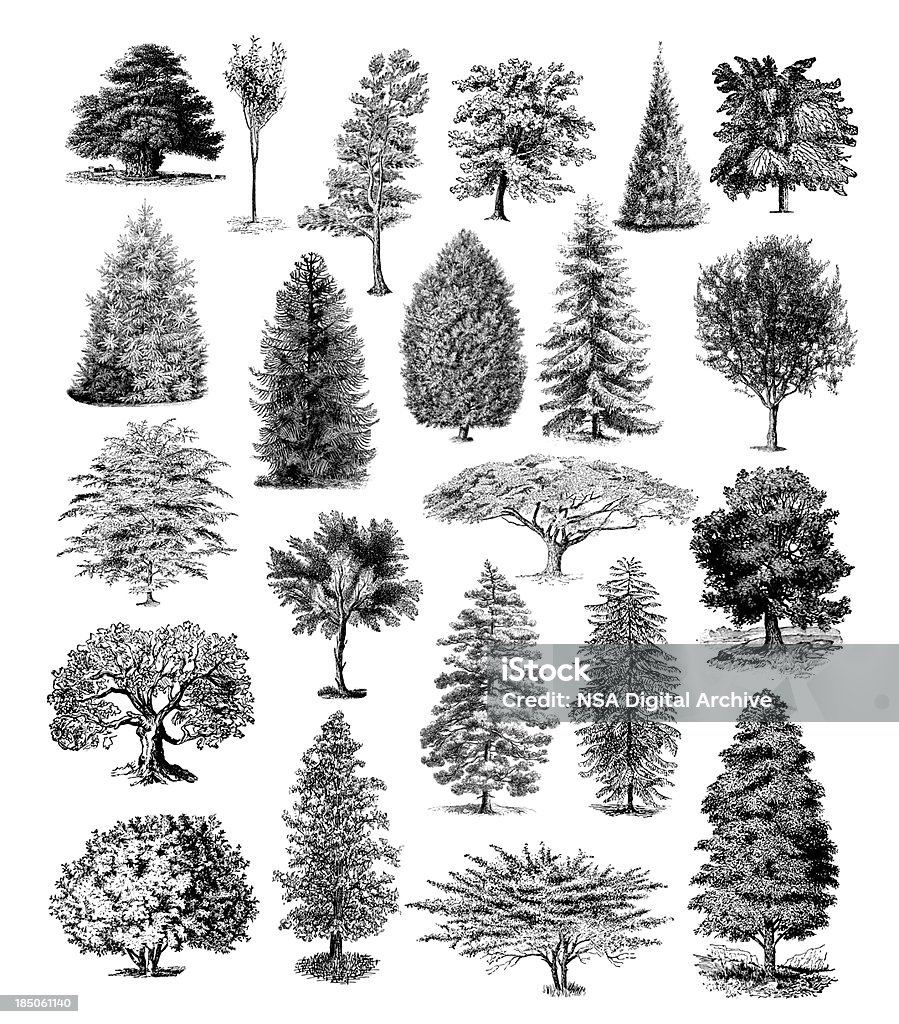 Árvore de Floresta Vintage Clipart ilustrações/Natureza - Royalty-free Árvore Ilustração de stock