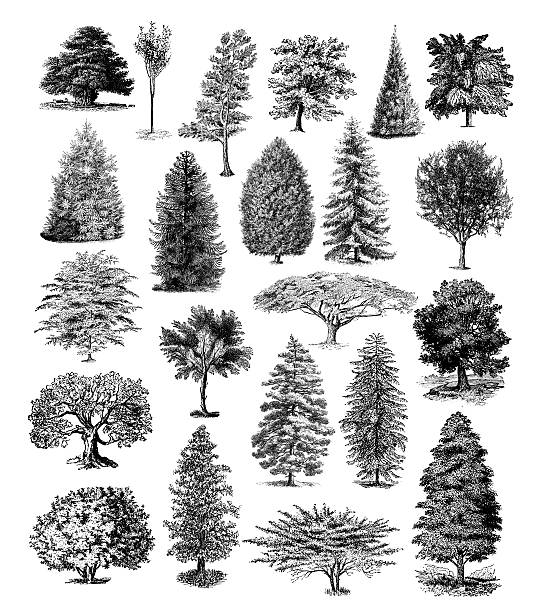 bildbanksillustrationer, clip art samt tecknat material och ikoner med forest tree illustrations | vintage nature clipart - tallträd illustrationer