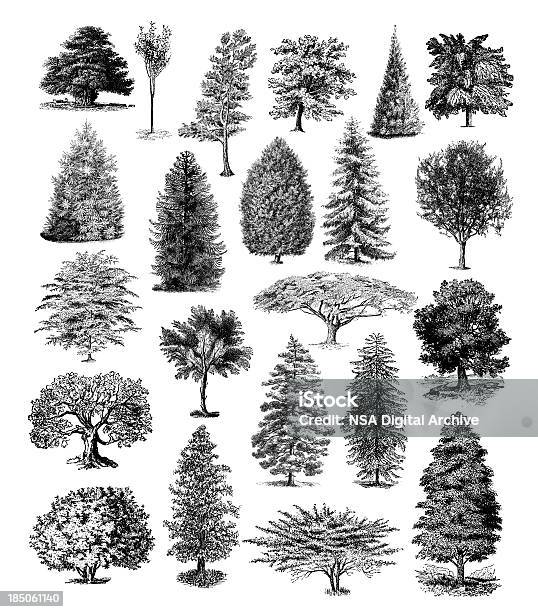 Forest Tree Illustrations Vintage Nature Clipart Stock Illustration - Download Image Now - Tree, Engraved Image, Illustration