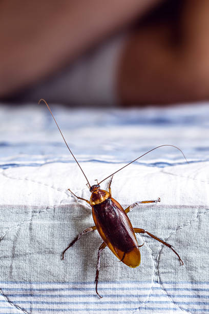 istock cockroach climbing on a bed, man sleeping in the background, insect problems at home, need for detection 1850612344