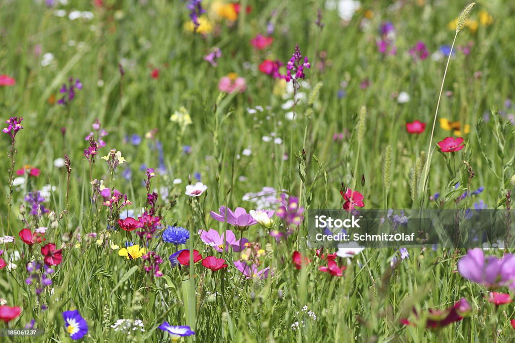 Sommer-Wiese - Lizenzfrei Blume Stock-Foto