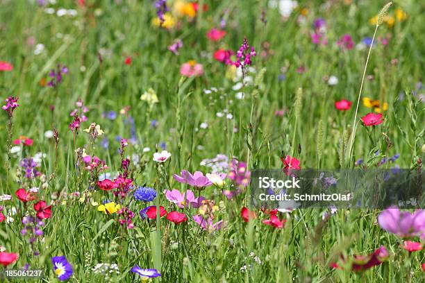 Sommerwiese Stockfoto und mehr Bilder von Blume - Blume, Blumenbeet, Blüte