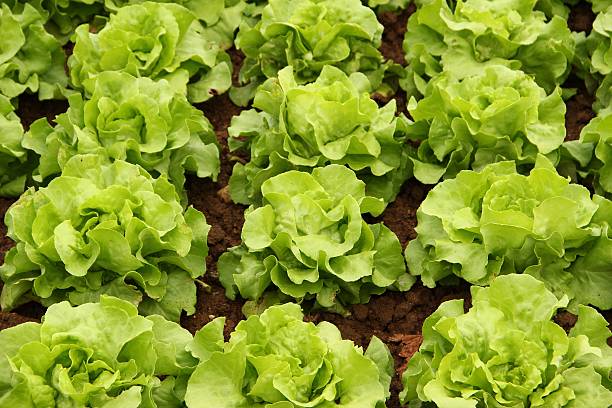 sistema de salada - bibb lettuce imagens e fotografias de stock