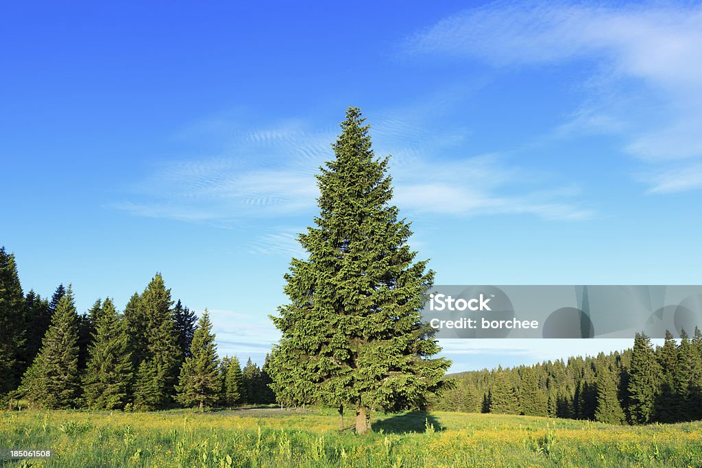 Pine Tree In Spring Rural landscape with pine trees. Spruce Tree Stock Photo