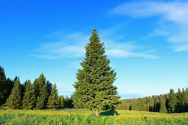 Pine Tree In Spring Rural landscape with pine trees. spruce stock pictures, royalty-free photos & images