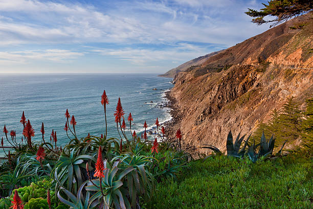 ビッグ sur 海岸線 - big sur cypress tree california beach ストックフォトと画像