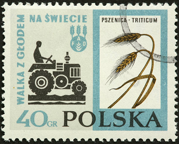 istock farmer, tractor, and wheat on a Polish stamp 185061749